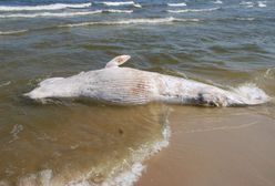 Belgia: Znaleziono martwego wieloryba. Miał 18 metrów długości