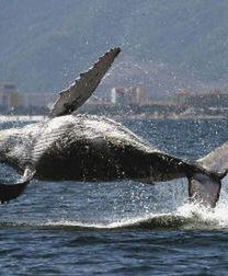 Islandia chce wznowić połowy wielorybów