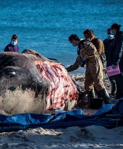 Wszyscy jesteśmy jak ten wieloryb. Jemy mikroplastik