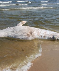 Martwy wieloryb na plaży na Mierzei Wiślanej. Morze Bałtyckie wyrzuciło 3-tonowego giganta