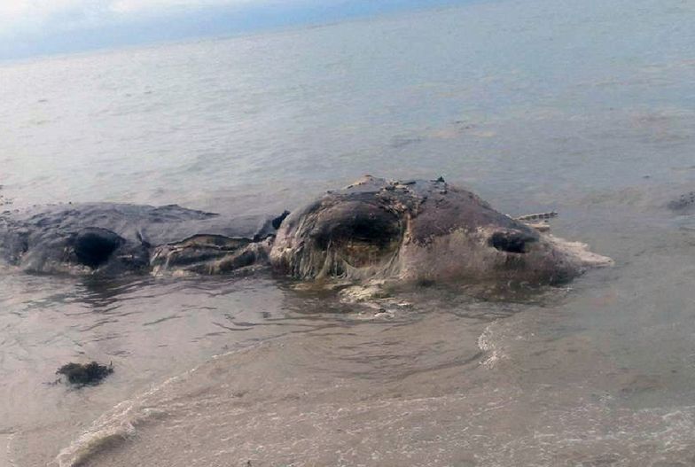 Fale wyrzuciły na plażę Filipin tajemnicze stworzenie. Władze szybko zareagowały