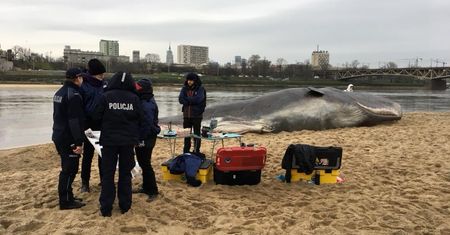 Niezwykłe znalezisko nad Wisłą. "Na brzegu leży wieloryb"