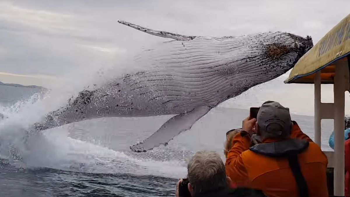 Rząd Japonii przekonuje, że większość gatunków wielorybów nie jest zagrożona, a ich jedzenie jest częścią japońskiej kultury.