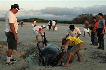 Uratowano 5 uwięzionych na plaży wielorybów