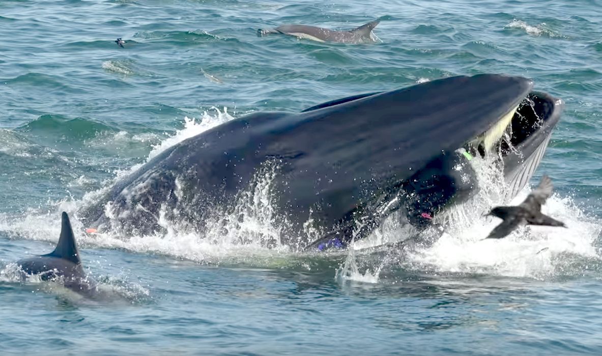 Jak się waży wieloryby? Pomagają w tym drony