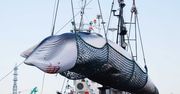 Po 30 latach Japonia wraca do przemysłowego mordowania wielorybów