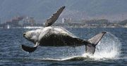 Islandia chce wznowić połowy wielorybów