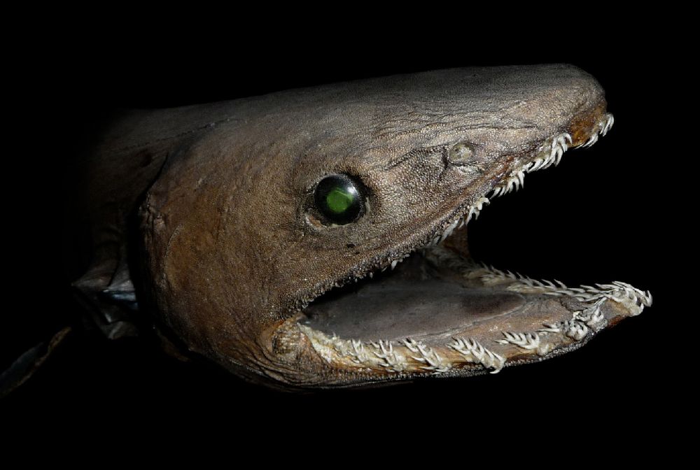 Wyłowili rekina z 300 zębami. "To prehistoryczna bestia"