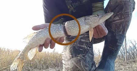 Tyle cierpienia przez mały śmieć. Wędkarz pokazał jak ryba wrosła w plastik
