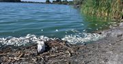 Legnica. Tony śniętych ryb na brzegu jeziora Koskowickiego.