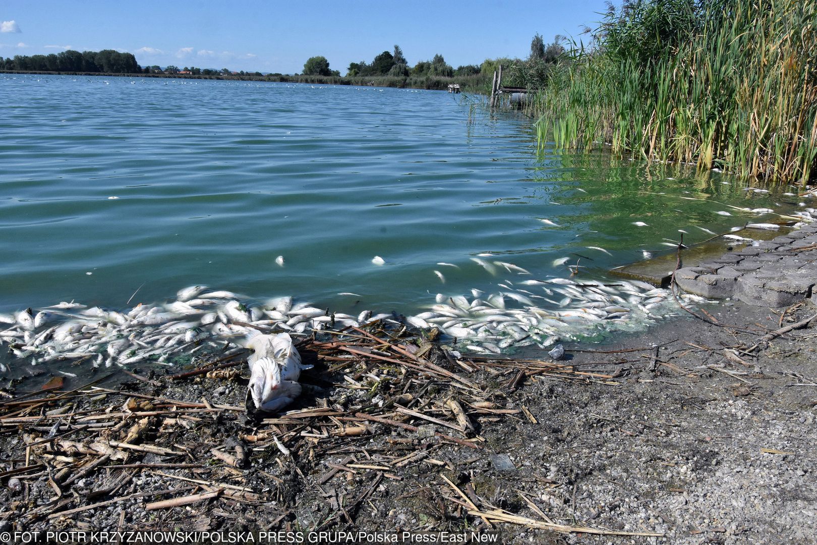 Ekologiczna katastrofa pod Legnicą. Tony śniętych ryb na brzegach jeziora Koskowickiego