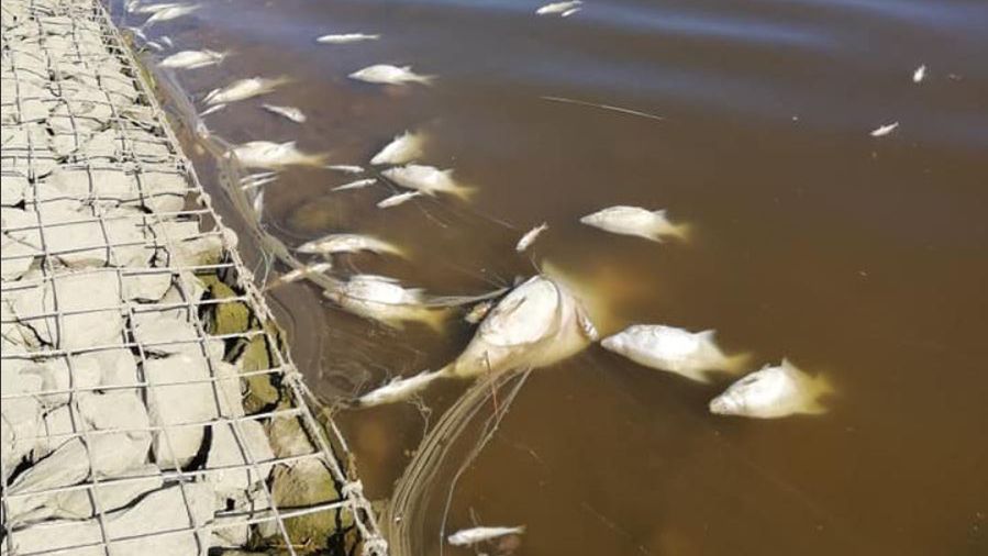 W zbiorniku znaleziono ponad 100 martwych ryb