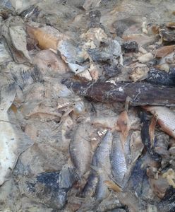 Masa martwych ryb odkryta w lesie. "Brak nam słów"