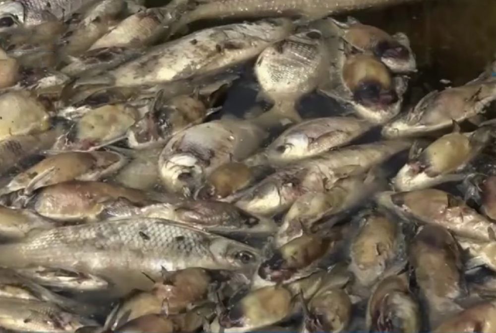 Rzeka martwych ryb w Paragwaju. Widok jak z apokalipsy