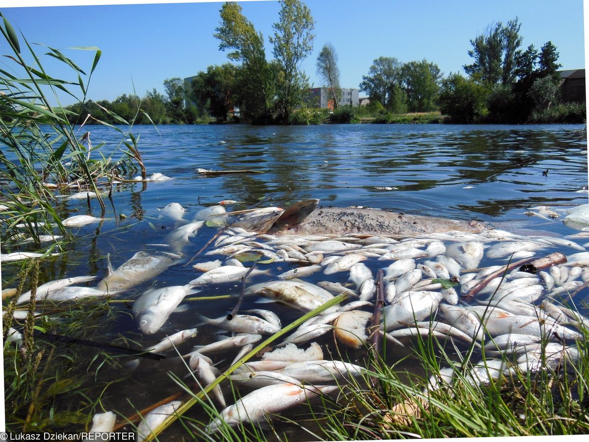 Masowe wymieranie ryb na Warmii i Mazurach. Przez upały w jeziorach brakuje tlenu