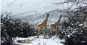 Zima w Afryce. Żyrafy na tle śnieżnego krajobrazu!