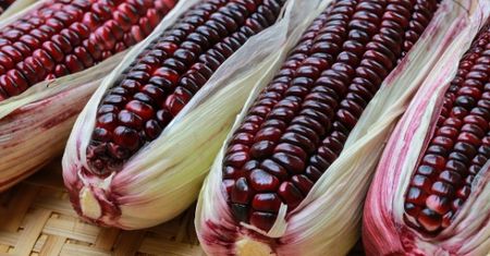 Fioletowa kukurydza. Recepta na młodość