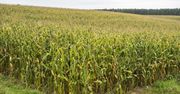 Pomorskie. Śruby w kukurydzy. Rolnicy wyznaczyli wysoką nagrodę