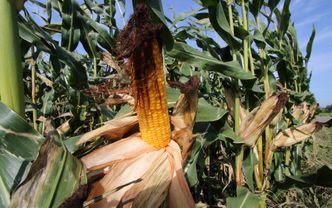 Rekordowe odszkodowanie za hałas. Włoska rodzina dostanie od suszarni kukurydzy niemal milion euro