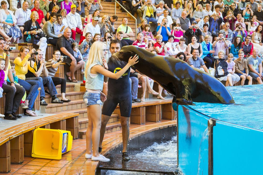 Podczas pokazów w Loro Parque każdy może pogłaskać bohaterów, a nawet dać im buziaka 