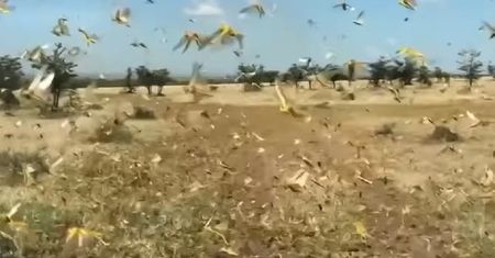 Gigantyczna plaga szarańczy. Zdziesiątkowały uprawy ważne dla milionów ludzi