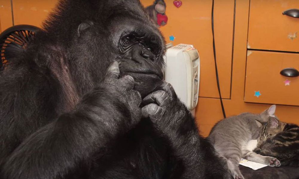 Koko - gorylica, która rozmawiała z ludźmi umarła w wieku 46 lat
