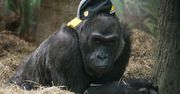 Nie żyje najstarszy goryl w niewoli