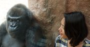 Ogrody zoologiczne – najgorsze zachowania turystów