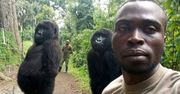 Uratował samice goryla. Od tej pory traktują go jak ojca