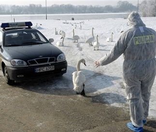 Kolejny przypadek wirusa H5N1 w Toruniu