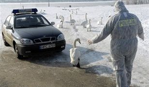 Kolejny przypadek wirusa H5N1 w Toruniu