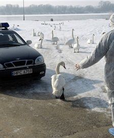 Kolejny przypadek wirusa H5N1 w Toruniu