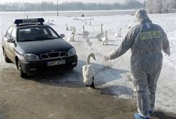 Kolejny przypadek wirusa H5N1 w Toruniu