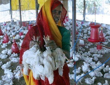 Co najmniej 1400 kurcząt padło w Indiach