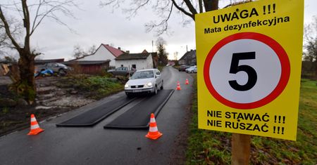 Ptasia grypa w Wielkopolsce. W gospodarstwach padło 30 tys. kaczek