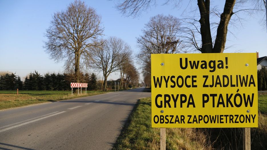 Opolskie. Ptasia grypa w jednym z gospodarstw.