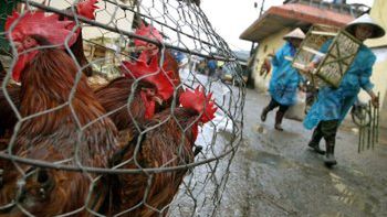 Drób na targu w Hanoi, stolicy Wietnamu
