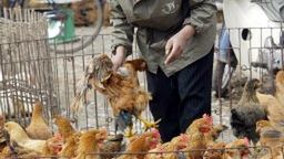 Inspekcja drobiu na jednym z wietnamskich targowisk