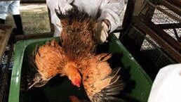 Ofiara ptasiej grypy