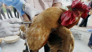 Trzeba będzie szczepić drób?