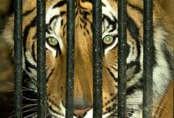 Ciężarówka z tygrysami utkwiła na granicy z Białorusią. Poznańskie zoo apeluje o pomoc