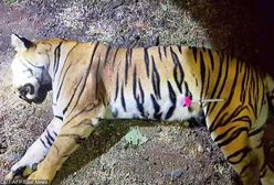 Zabiła 13 osób. W Indiach zastrzelono agresywną tygrysicę