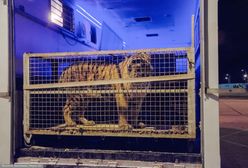 Tygrysy utknęły na granicy. Organizator transportu aresztowany