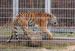 Ratowała zdrowie i życie tygrysów. Nagroda dla dyrektor poznańskiego zoo