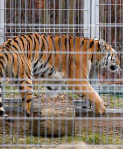 Ratowała zdrowie i życie tygrysów. Nagroda dla dyrektor poznańskiego zoo