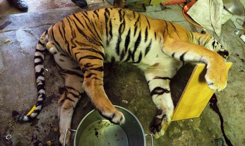 Rzeźnia tygrysów odkryta w Pradze. Mordowali je tak, żeby nie stracić futra
