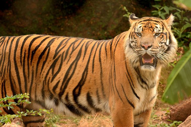 Dwa tygrysy uciekły ze schroniska. Alarm w Holandii