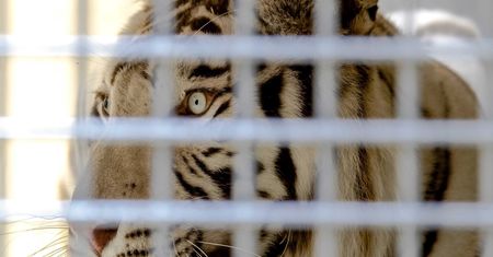 Tygrys zaatakował pracownicę zoo. Kobieta nie żyje