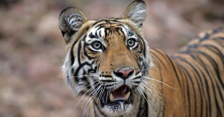 Hodowca z Wielkopolski skarży się na zoo. "Wykastrowali mi tygrysy"