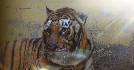Tygrys Gogh z poznańskiego zoo zjadł pierwszy posiłek. "Nie wolno się cieszyć, ale..."